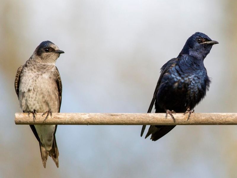 Jiřička modrolesklá (zdroj Wild Birds Unlimited)