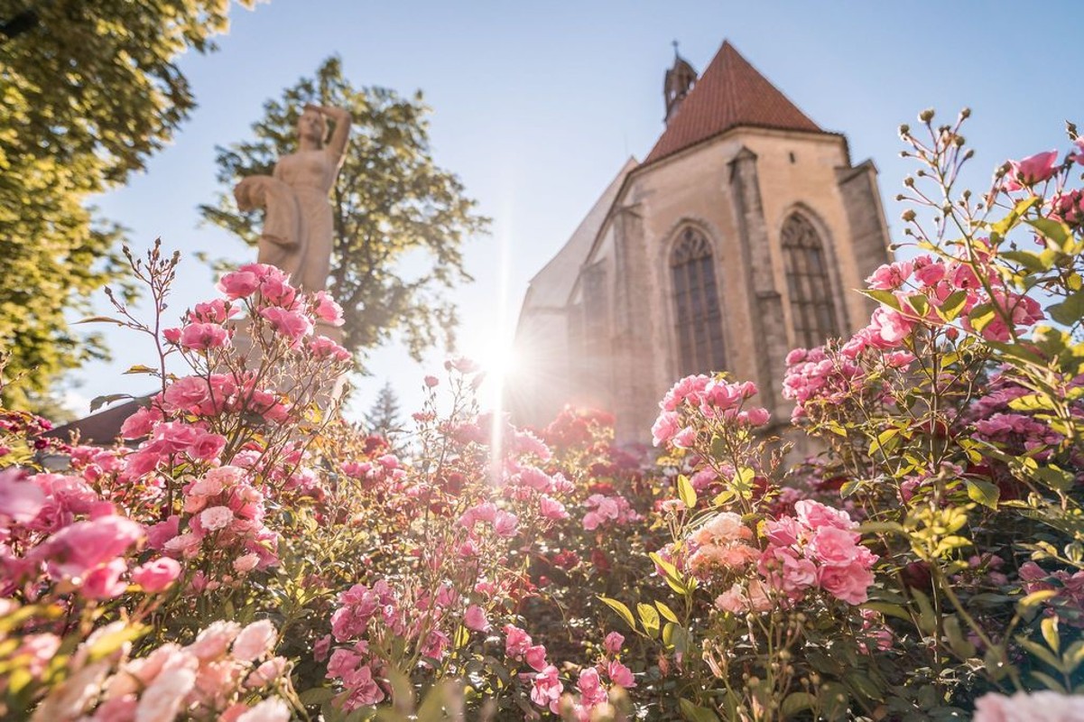 Blatná (zdroj Rosa Bohemica)